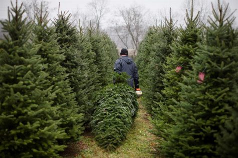 The Underlying Impact of Christmas Trees