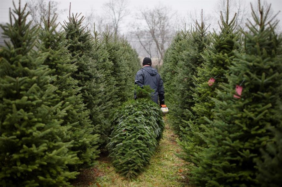 The+Underlying+Impact+of+Christmas+Trees